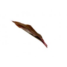 Cordyline Leaves - Bronz Ti